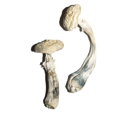 Buy Avery’s Albino Magic Mushrooms